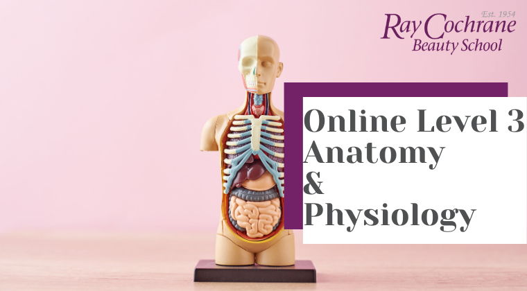 Introducing VTCT anatomy and physiology online course