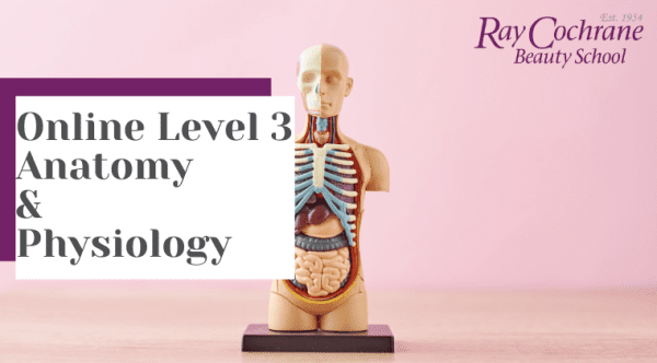 phd in anatomy education online