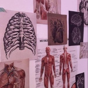 Online Anatomy Physiology Course