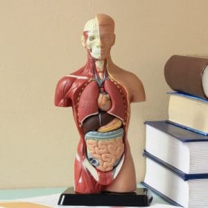 VTCT Level 3 Award in Anatomical and Physiological Knowledge of Body Systems (Online)